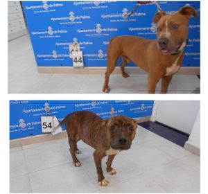 Perros desaparecidos de Son Reus. Perros desaparecidos de Son Reus.