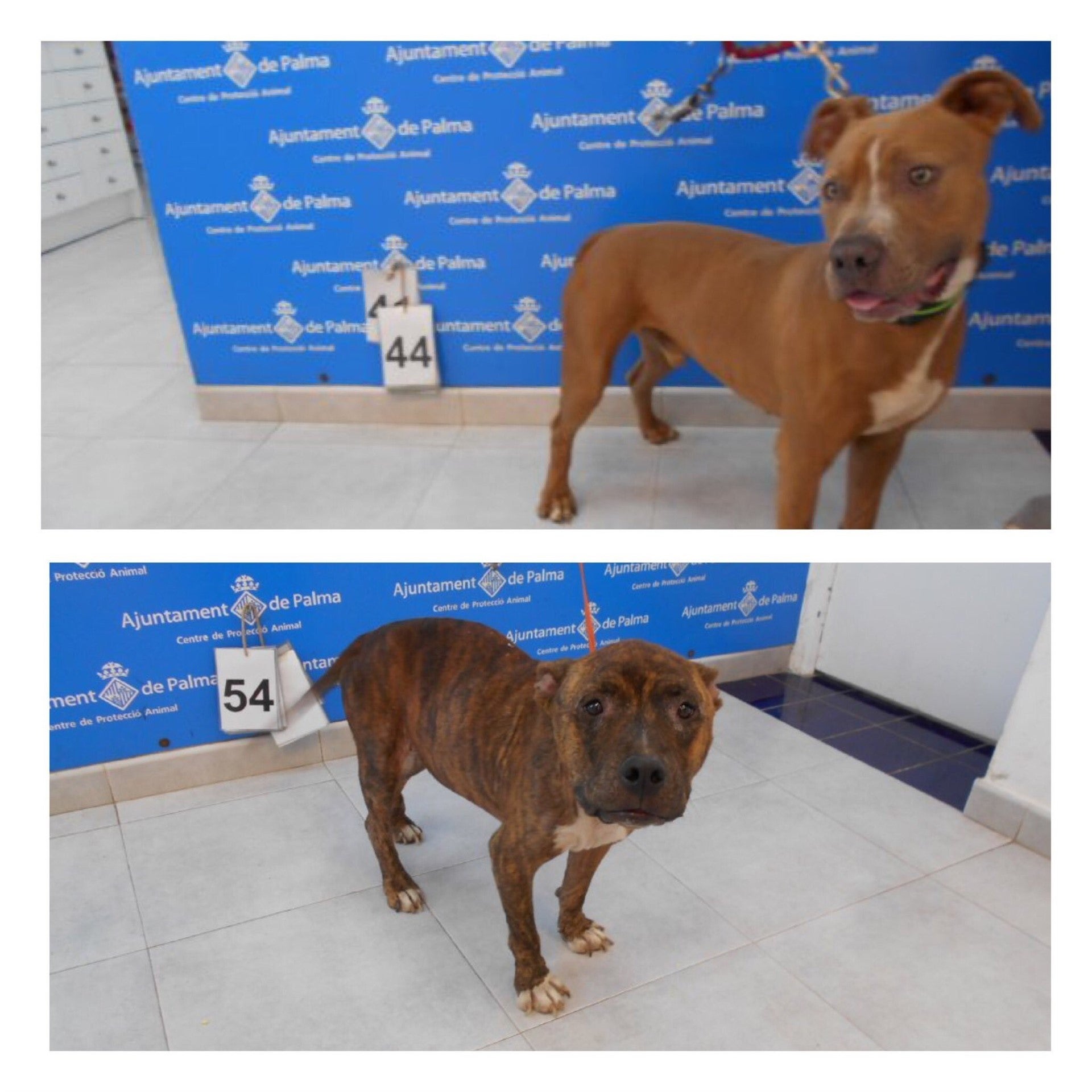 Investigan si robaron los dos pitbulls de Son Reus para utilizarlos en peleas de perros Investigan si robaron los dos pitbulls de Son Reus para utilizarlos en peleas de perros