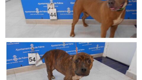 ROBO DE PITBULLS