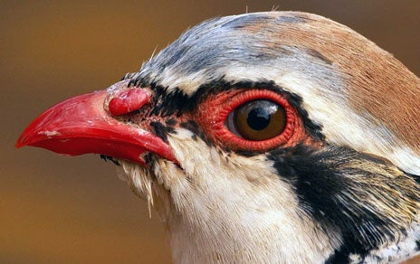 Ecologistas Extremadura rechaza la declaración de la caza de perdiz con reclamo como Bien de Interés Cultural Ecologistas Extremadura rechaza la declaración de la caza de perdiz con reclamo como Bien de Interés Cultural