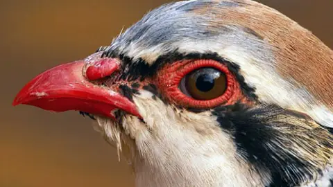 El color rojo de la perdiz predice su longevidad y capacidad reproductiva El color rojo de la perdiz predice su longevidad y capacidad reproductiva