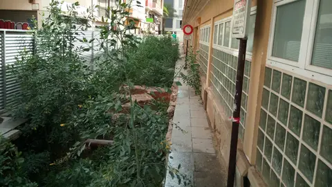 Vegetación en los restos de los Baños árabes del Mercado Central. Vegetación en los restos de los Baños árabes del Mercado Central.