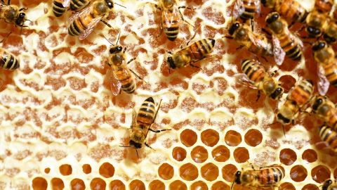 Colmena de abejas 