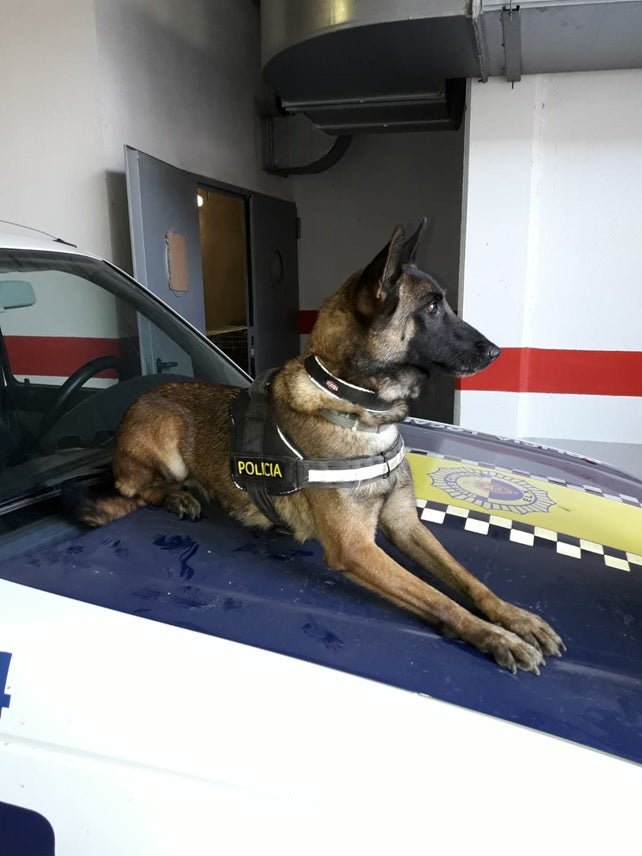 Los animalistas insisten: Los perros de la Unidad Canina de Palma podrían tener una mejor jubilación Los animalistas insisten: Los perros de la Unidad Canina de Palma podrían tener una mejor jubilación