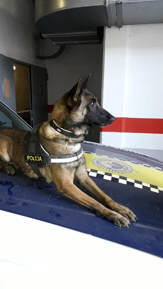Perro de la unidad canina de la Policía Local de Elche.