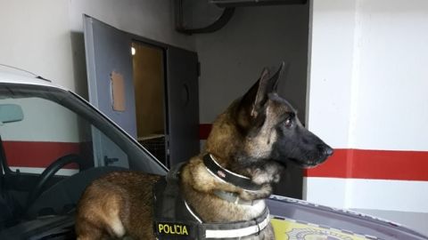 Perro de la unidad canina de la Polic&iacute;a Local de Elche.