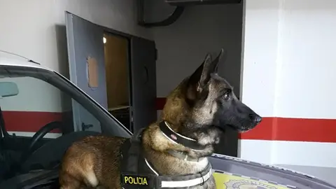 Perro de la unidad canina de la Policía Local de Elche. Perro de la unidad canina de la Policía Local de Elche.