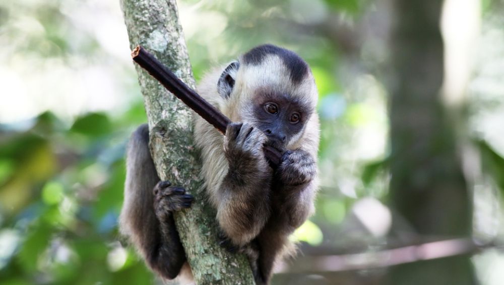 Imagen ilustrativa de un mono capuchino