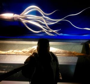 Museo nacional de ciencias naturales de Madrid Museo nacional de ciencias naturales de Madrid
