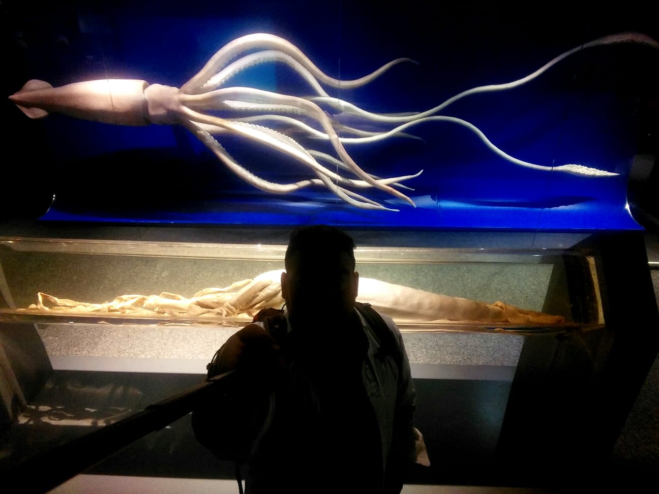 La España mágica: Misterios del mar y animales legendarios La España mágica: Misterios del mar y animales legendarios