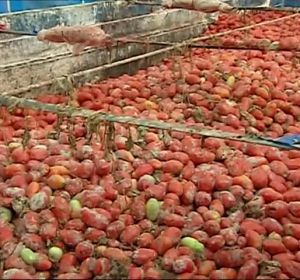 Llega la Tomatina de Buñol Llega la Tomatina de Buñol
