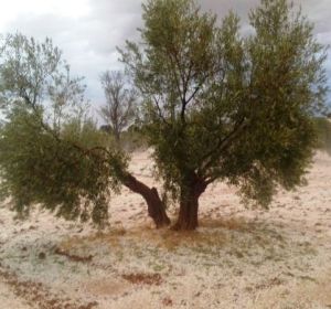 El granizo dañó la agricultura de varias localidades de Ciudad Real El granizo dañó la agricultura de varias localidades de Ciudad Real