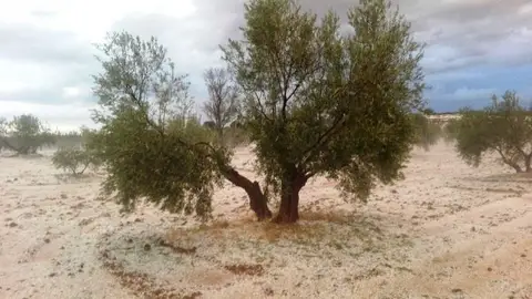 El granizo dañó la agricultura de varias localidades de Ciudad Real El granizo dañó la agricultura de varias localidades de Ciudad Real