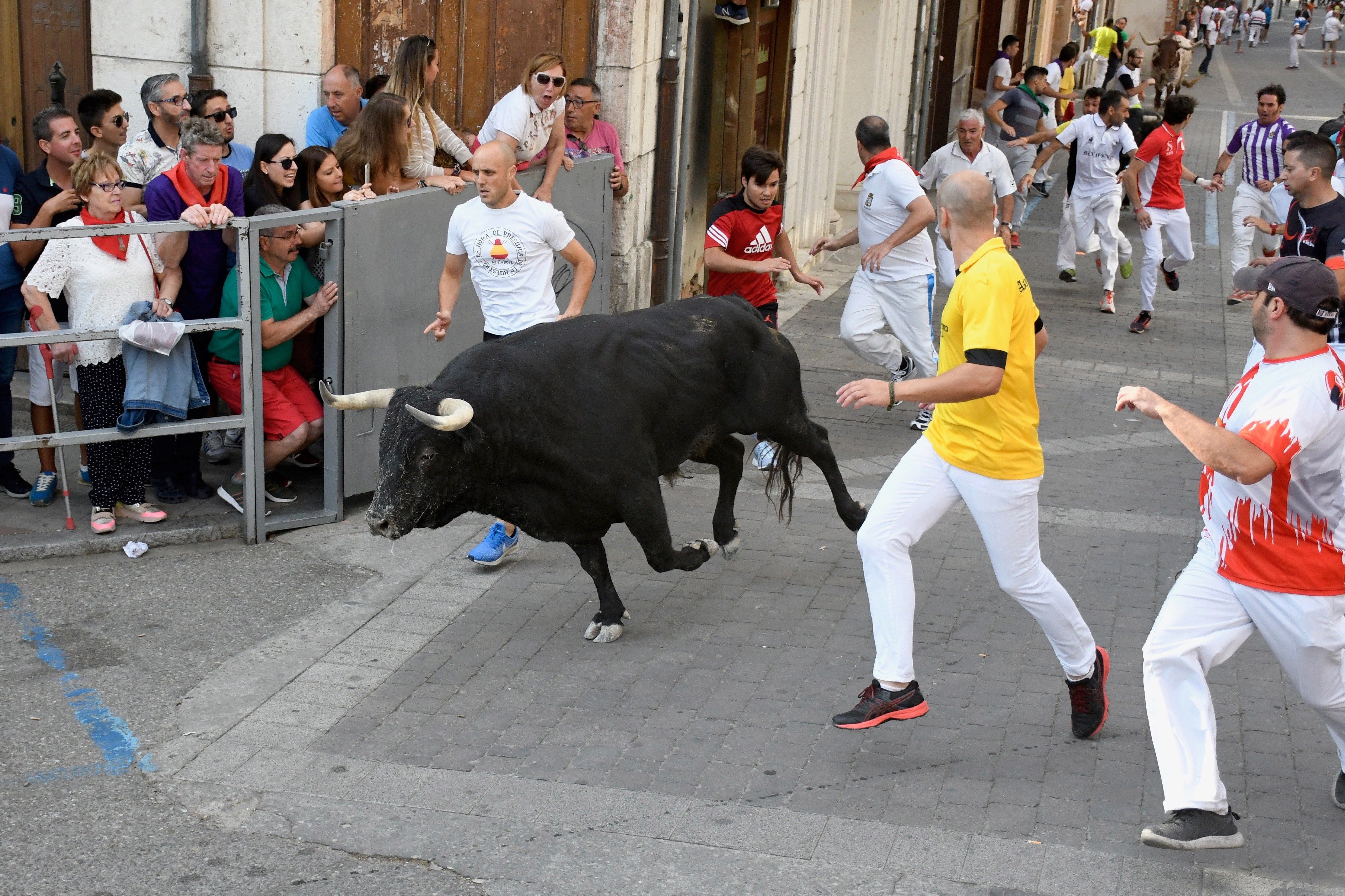 Muere un hombre de 62 años tras ser corneado en los encierros de Cuéllar (Segovia) Muere un hombre de 62 años tras ser corneado en los encierros de Cuéllar (Segovia)