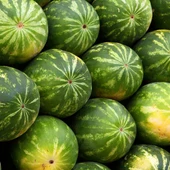 La sandía es la fruta con la que los asistentes van a elaborar los farolillos. La sandía es la fruta con la que los asistentes van a elaborar los farolillos.