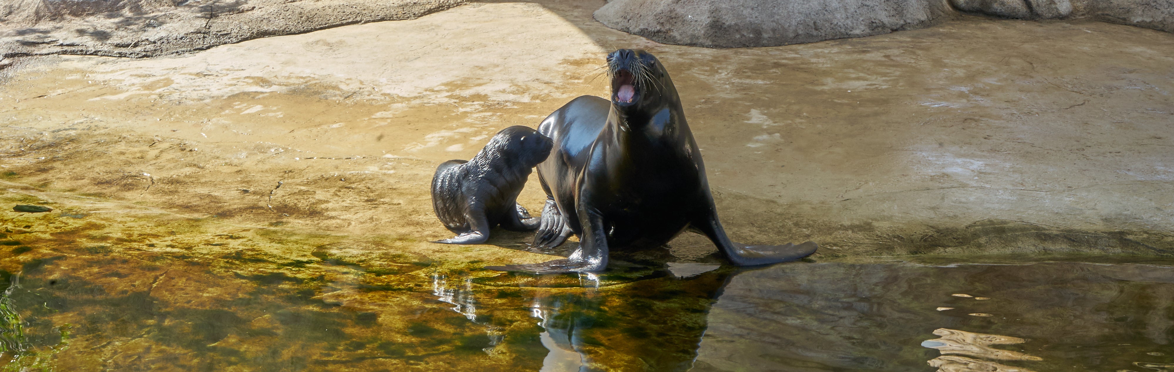 El Oceanogràfic presenta su león marino recién nacido El Oceanogràfic presenta su león marino recién nacido