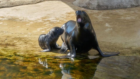 Cr&iacute;a le&oacute;n marino Oceanogr&agrave;fic