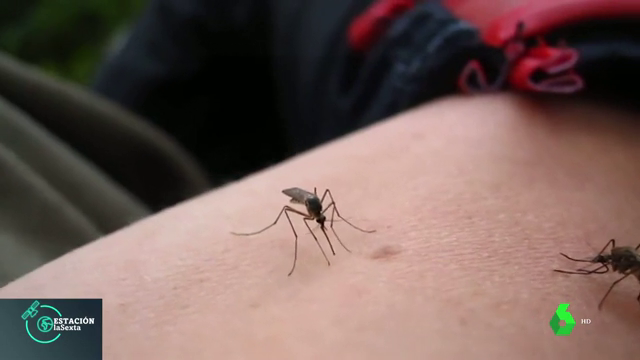 La Diputación de Alicante facilita ayudas para el tratamiento contra la mosca negra y mosquitos en ocho municipios de las comarcas del Vinalopó La Diputación de Alicante facilita ayudas para el tratamiento contra la mosca negra y mosquitos en ocho municipios de las comarcas del Vinalopó