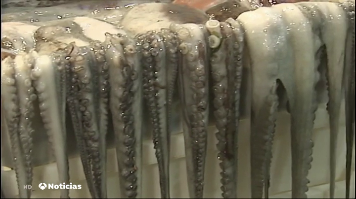 Incautados 131 kilos de pulpo inmaduro en el puerto pesquero de Benicarló Incautados 131 kilos de pulpo inmaduro en el puerto pesquero de Benicarló