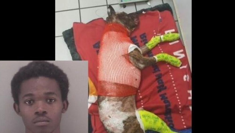 Un joven quema vivo a su perro 