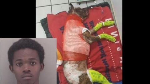 Un joven quema vivo a su perro 