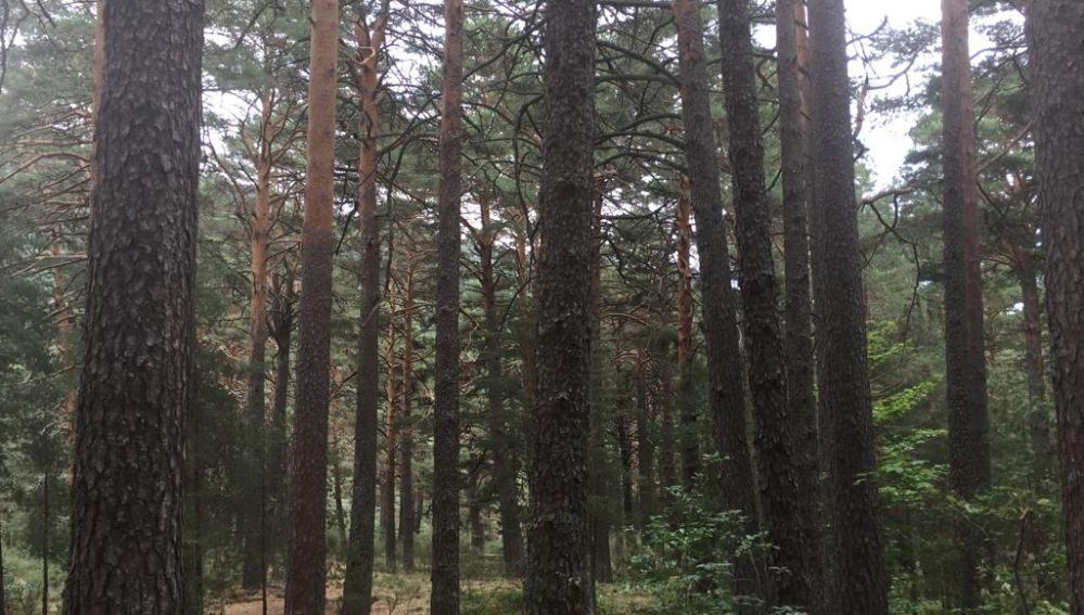 Alrededores del aparcamiento, entre Cercedilla y Fuenfría, donde se ha encontrado el coche 