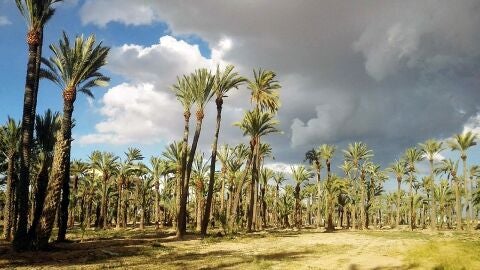 Huerto de palmeras en Elche.