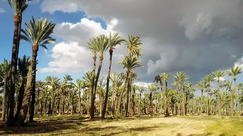 Huerto de palmeras en Elche. Huerto de palmeras en Elche.
