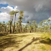 Huerto de palmeras en Elche.