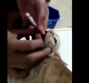 Unos jóvenes obligan a un gato a fumar Unos jóvenes obligan a un gato a fumar