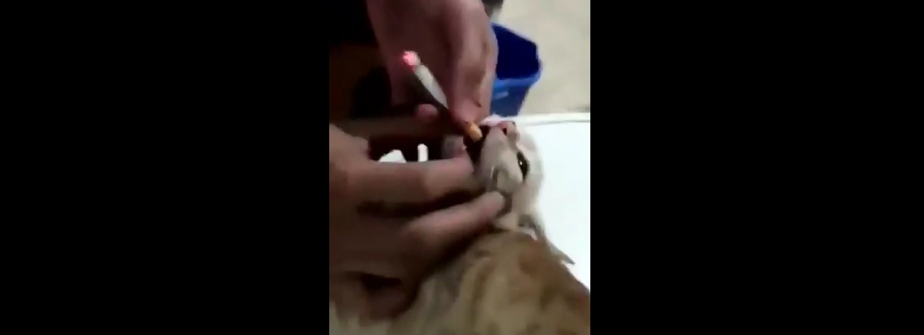 Unos jóvenes obligan a una cría de gato a fumar metiéndole un cigarro en la boca Unos jóvenes obligan a una cría de gato a fumar metiéndole un cigarro en la boca