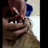Unos jóvenes obligan a un gato a fumar