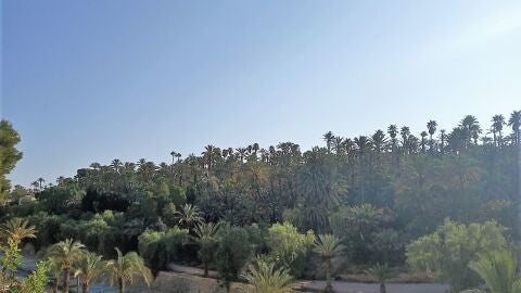 Palmeral de Elche.