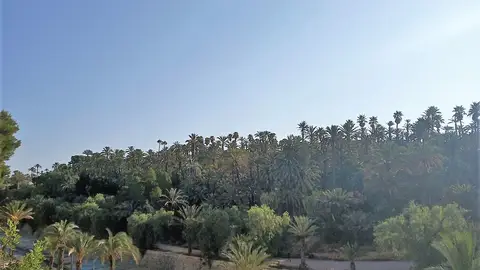 Palmeral de Elche. Palmeral de Elche.