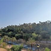 Palmeral de Elche.