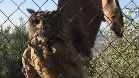 Siete investigados por maltrato animal en Loja y otros municipios