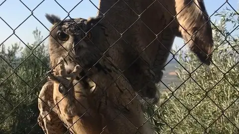 Investigados por maltrato animal Siete investigados por maltrato animal en Loja y otros municipios