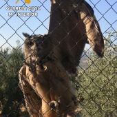 Investigados por maltrato animal 