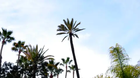 Palmera La Centinela que había en el Hort del Xocolater de Elche. Palmera La Centinela que había en el Hort del Xocolater de Elche.