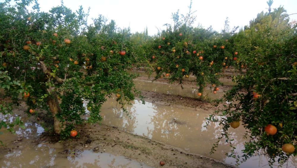 Finca con granados en Elche tras una lluvia.
