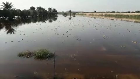 Plantaci&oacute;n de melones anegada por las lluvias de la DANA en el parque agrario de Carrizales de Elche.