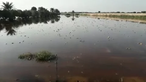 Plantación de melones anegada por las lluvias de la DANA en el parque agrario de Carrizales de Elche.