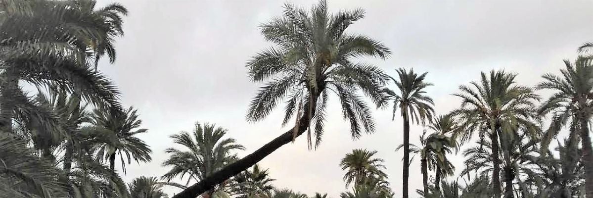Los palmereros de Elche piden proteger las palmeras Candelabro y La Pipa de Sempere para evitar su pérdida Los palmereros de Elche piden proteger las palmeras Candelabro y La Pipa de Sempere para evitar su pérdida