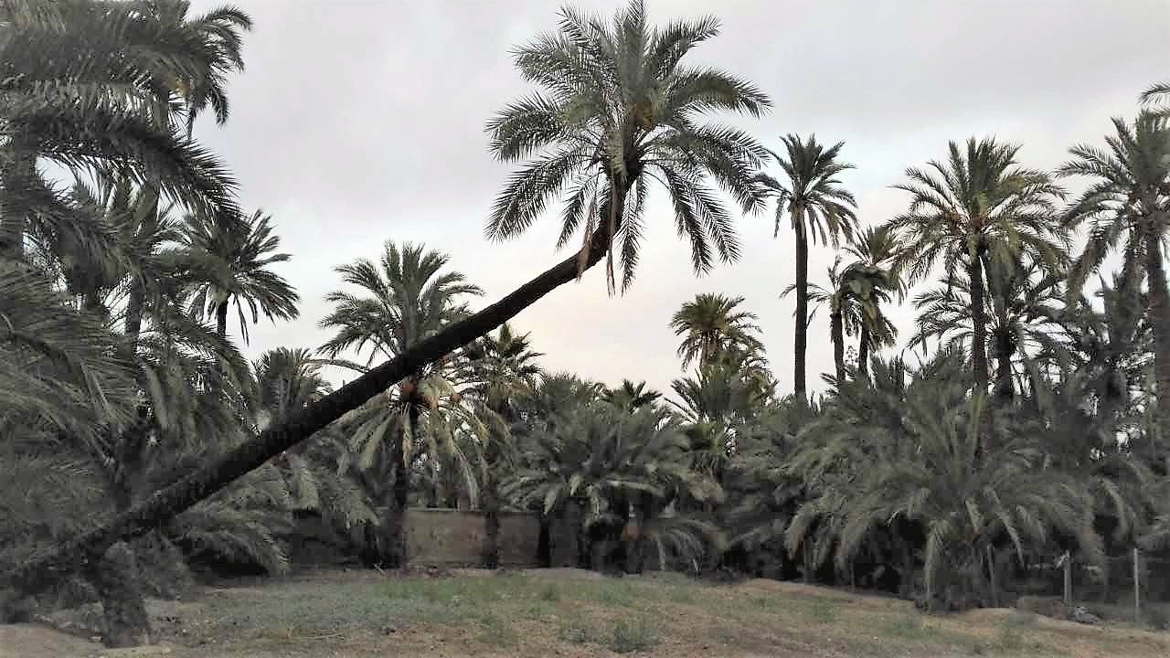 Los palmereros de Elche piden proteger las palmeras Candelabro y La Pipa de Sempere para evitar su pérdida Los palmereros de Elche piden proteger las palmeras Candelabro y La Pipa de Sempere para evitar su pérdida