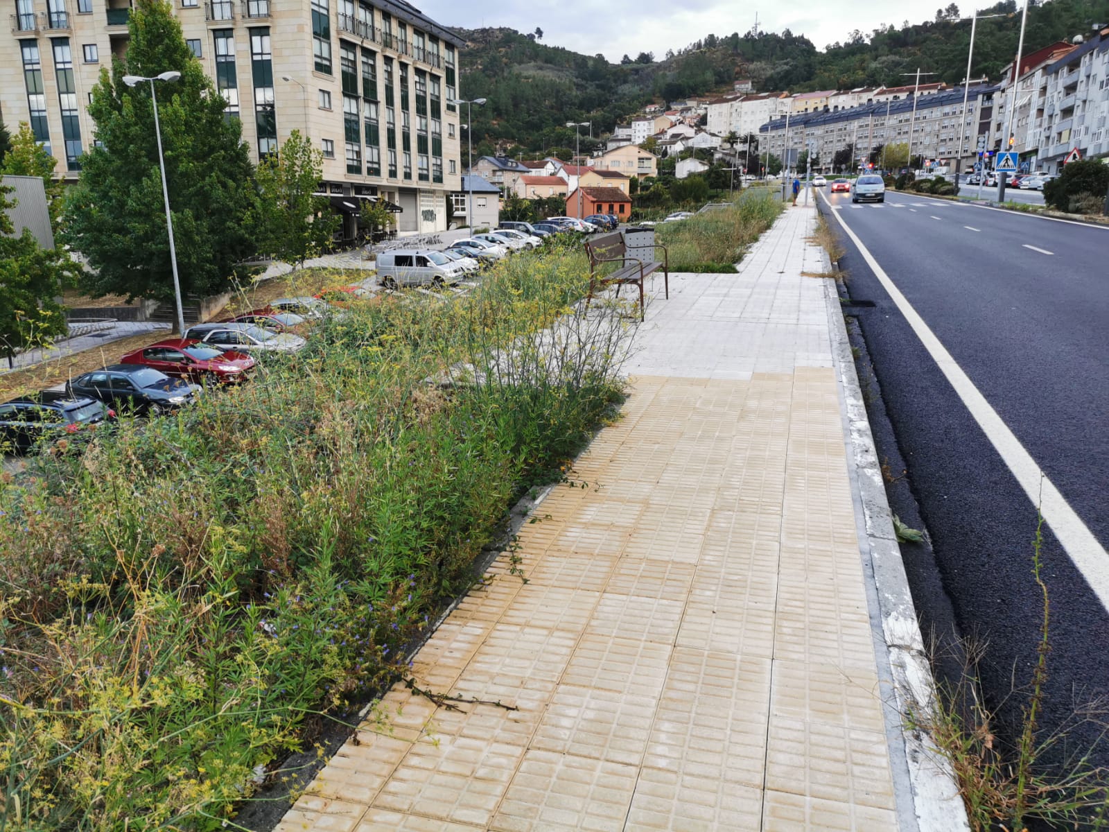 As silvas e malas herbas crecen sin control na obra estrela de Ourense As silvas e malas herbas crecen sin control na obra estrela de Ourense