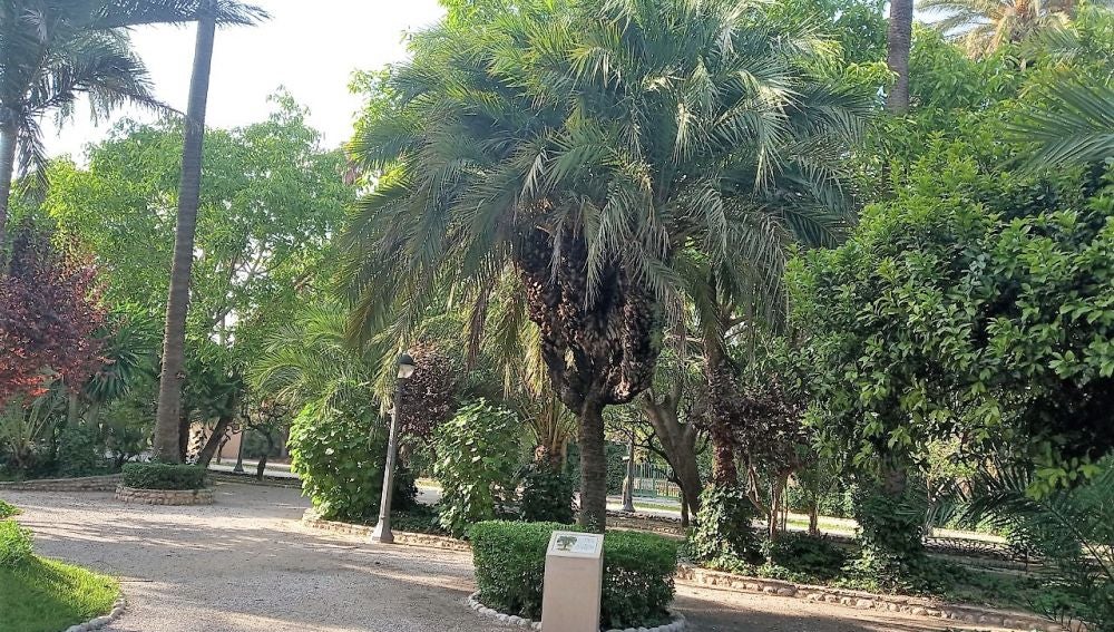 Palmera 'El Candelabro' del Parque Municipal de Elche.