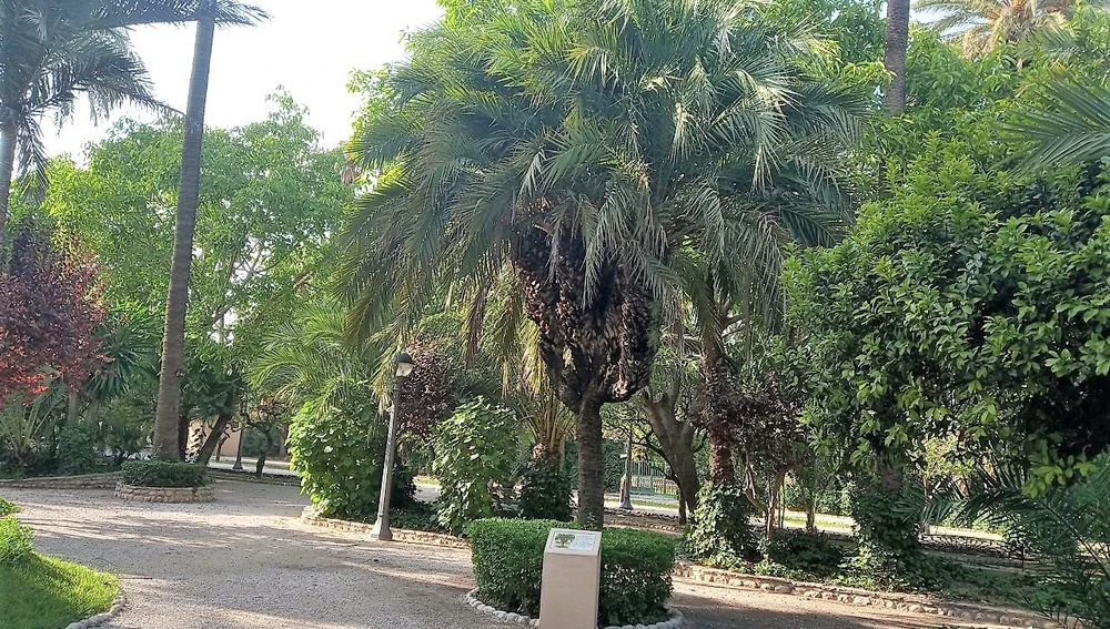 Palmera 'El Candelabro' del Parque Municipal de Elche. Palmera 'El Candelabro' del Parque Municipal de Elche.
