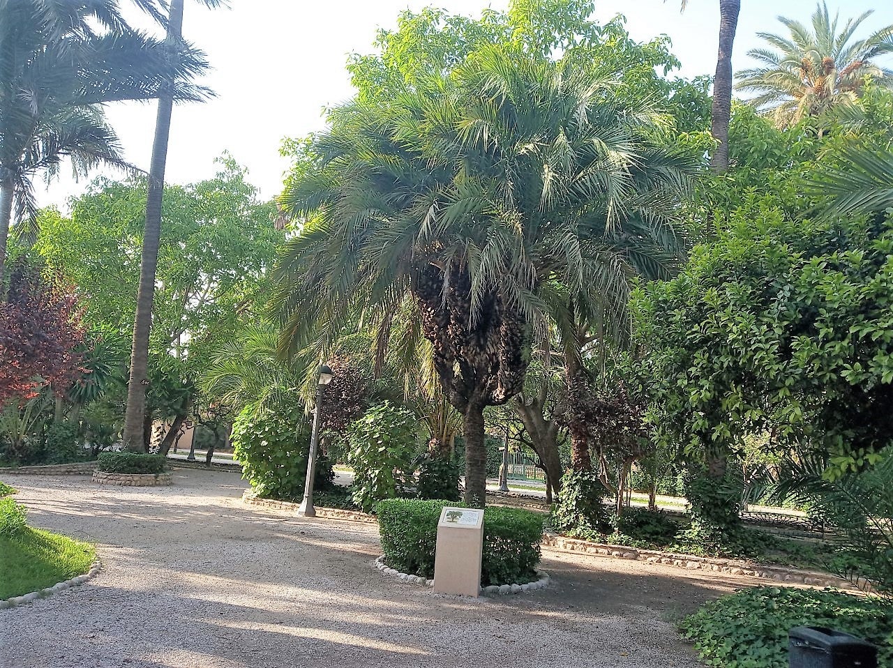 El último fin de semana de junio en Elche, Crevillent y Santa Pola: temperaturas sin excesos, pero con bochorno El último fin de semana de junio en Elche, Crevillent y Santa Pola: temperaturas sin excesos, pero con bochorno