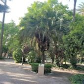 Palmera 'El Candelabro' del Parque Municipal de Elche.