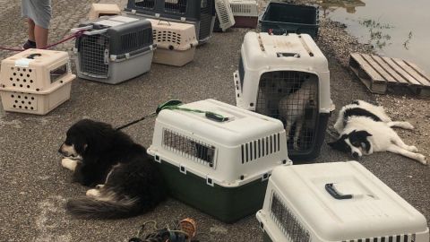 Perros rescatadps durante las lluvias de la DANA en Dolores.